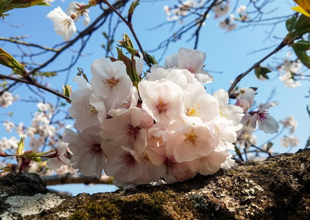 Cerisiers japonais 