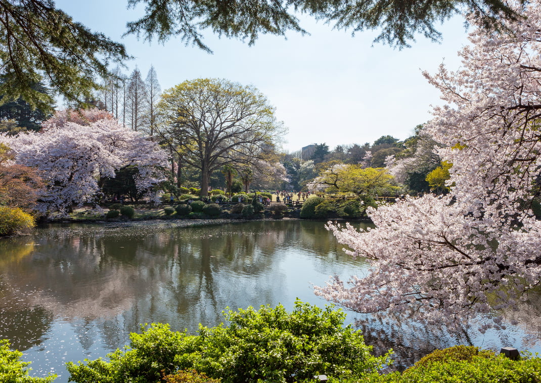 Cerisiers japonais autour d’un étang du jardin national Shinjuku Gyoen.