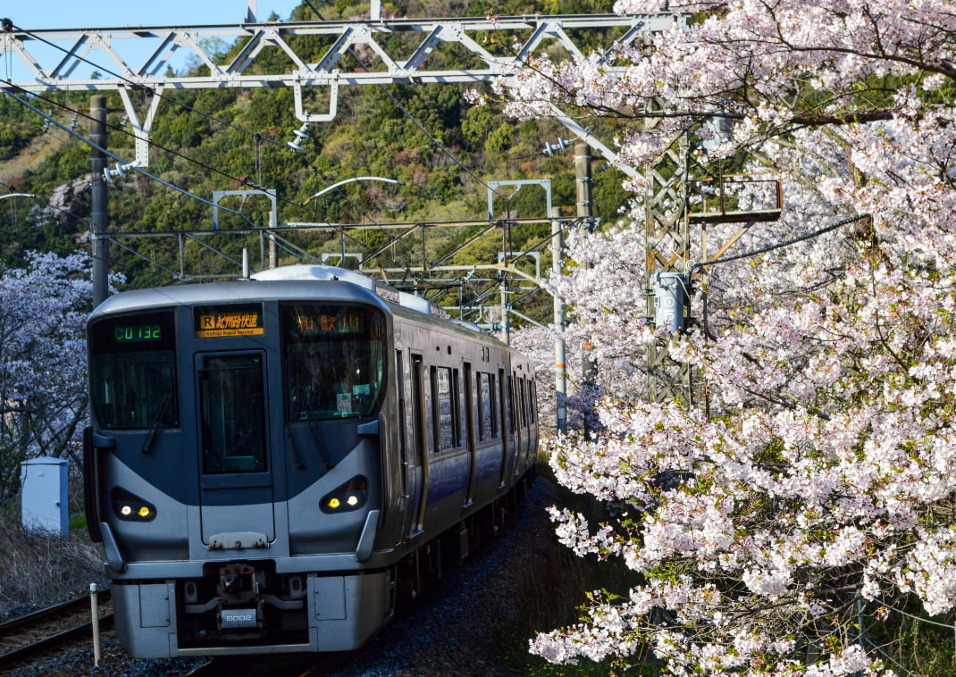 Train arrivant en gare de Yamanakadani, bordée de cerisiers en fleur.