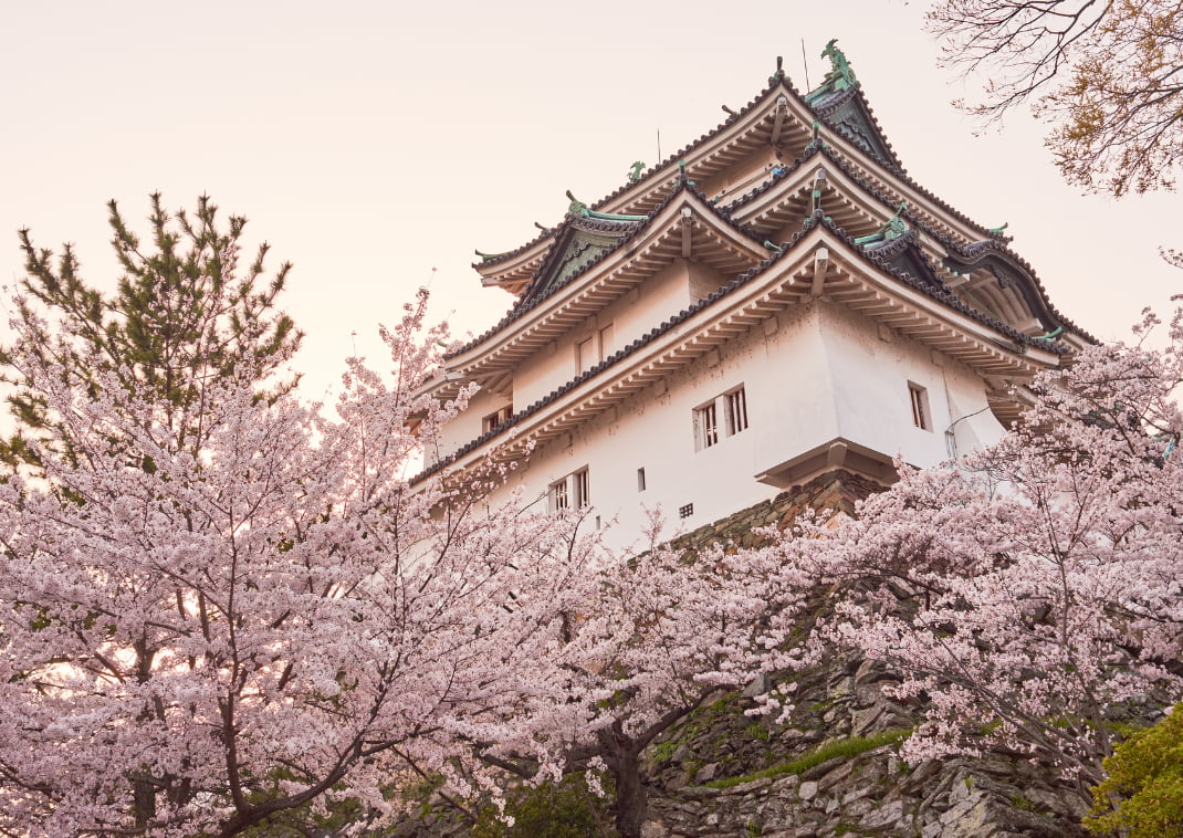 Le château de Wakayama pendant la période des cerisiers, préfecture de Wakayama, Japon