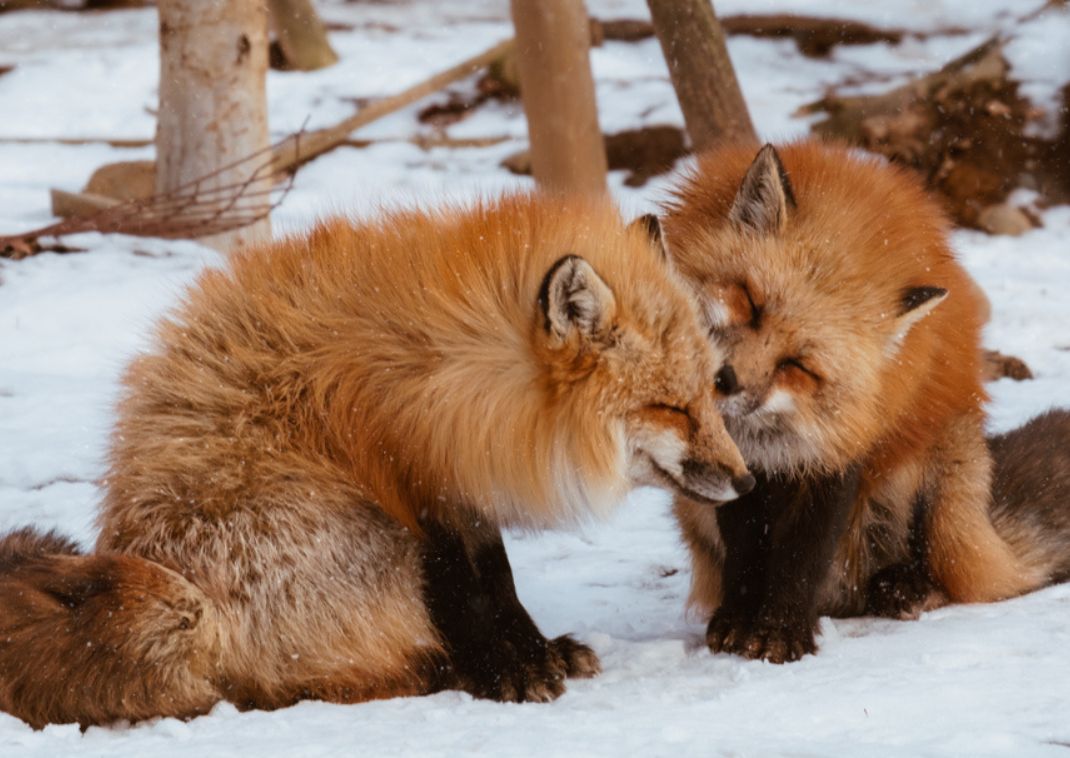 Renards japonais dans la neige hivernale