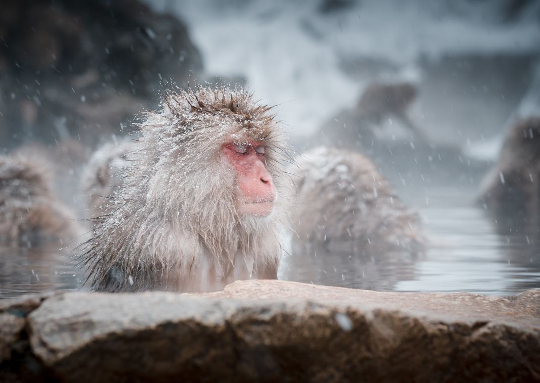 Singes des neiges de Jigokudani, Nagano