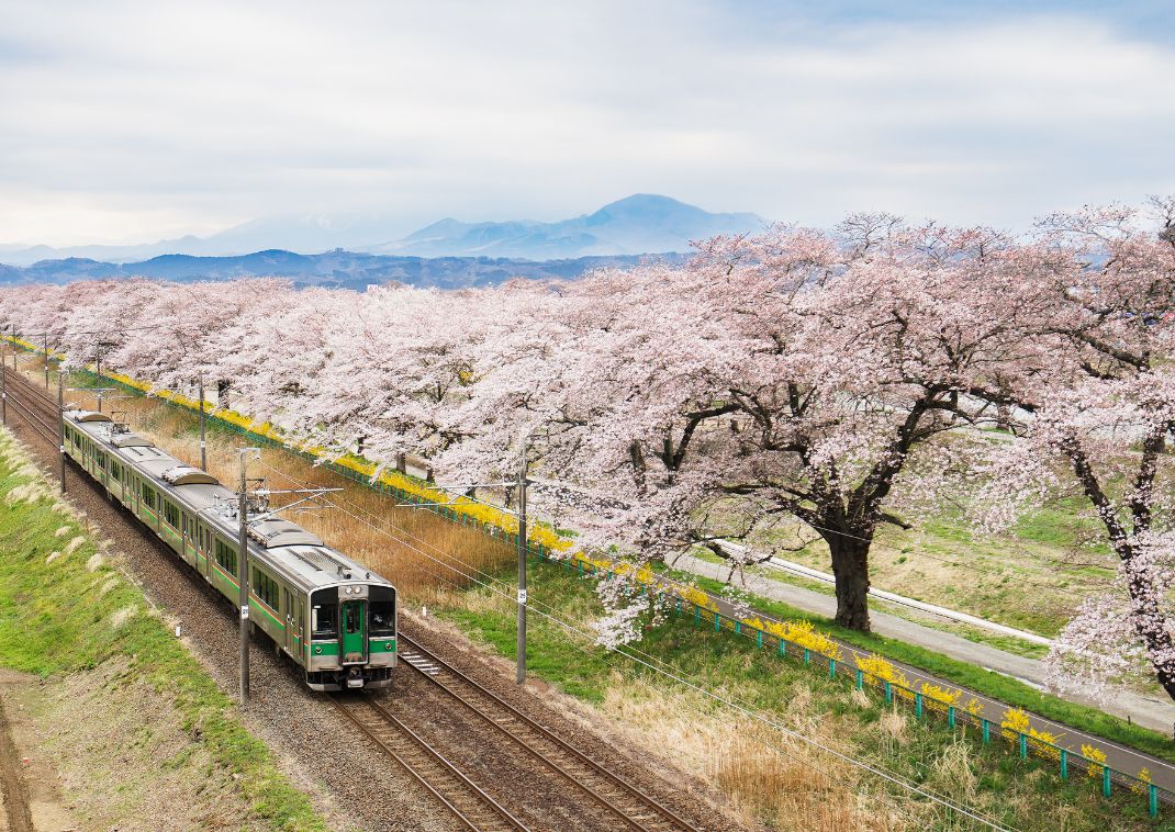 Train au Japon longeant une rangée de cerisiers en fleurs