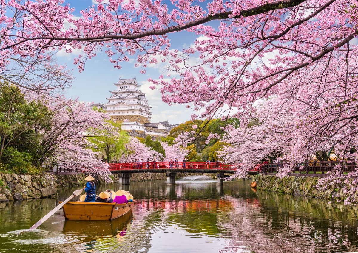 Cerisiers roses en fleurs devant le château d’Himeji au printemps, Japon