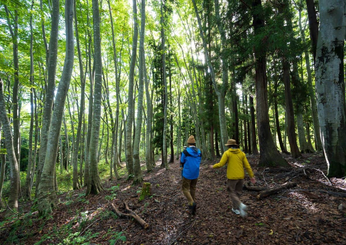 Deux randonneurs en plein bain de forêt au Japo