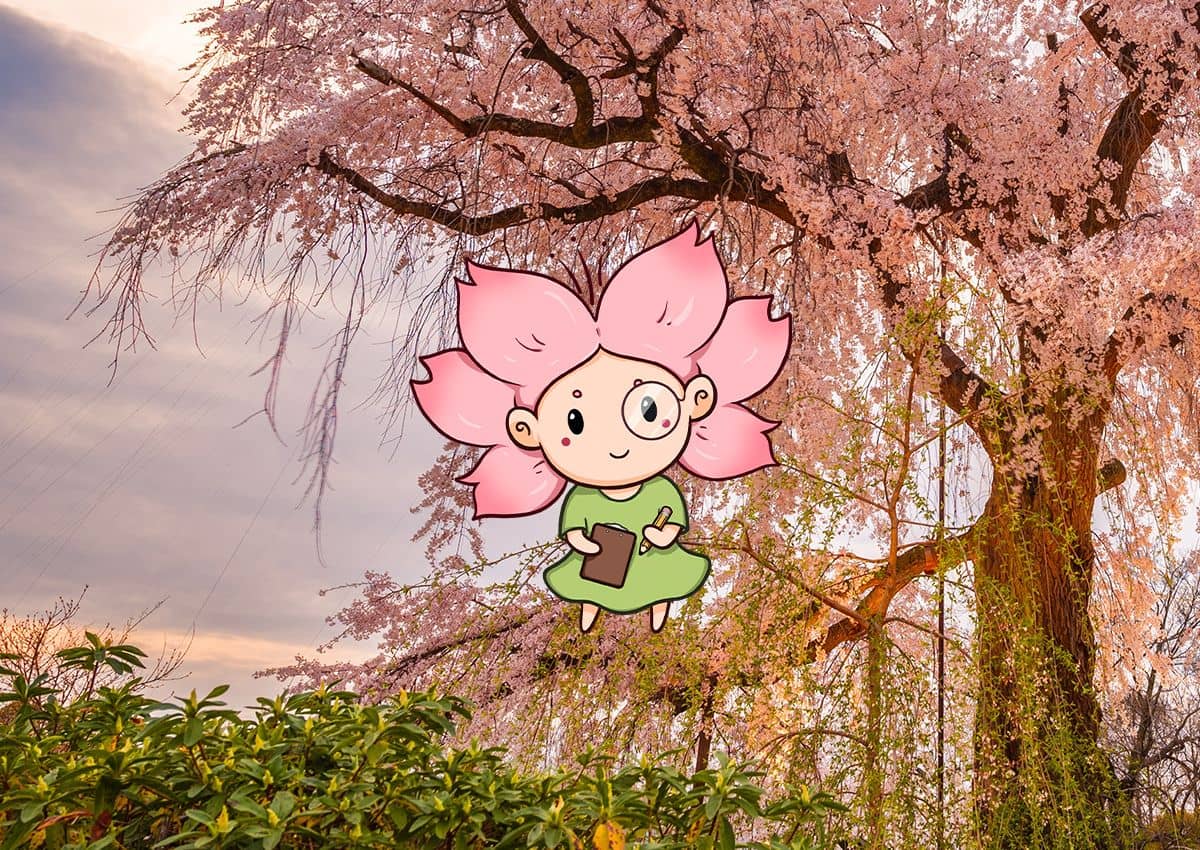 Mono-chan assise dans un cerisier Jindai Zakura au Japon