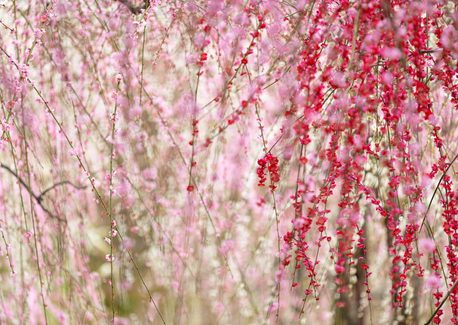 Fleurs de pruniers du sanctuaire Jonangu à Kyoto, Japon