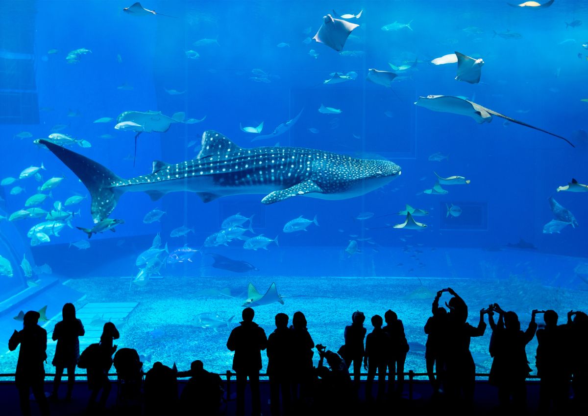 Aquarium Churaumi, Okinawa