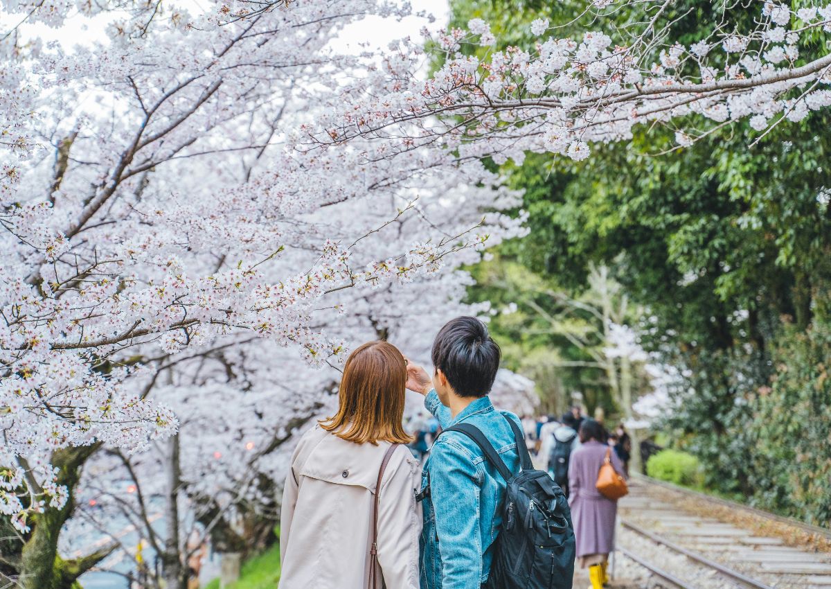 Couple se prenant en photo sous les cerisiers en fleur, Kyoto, Japon