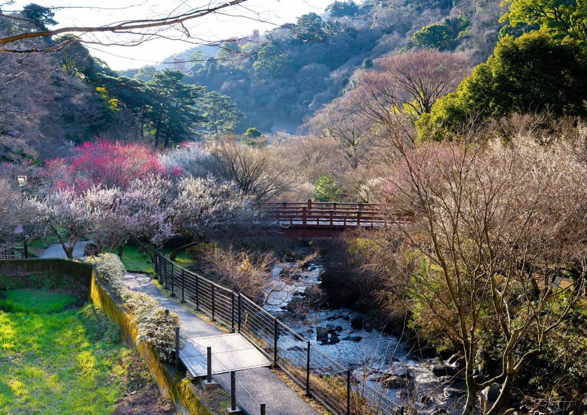 Pruniers dans un jardin d’Atami, Shizuoka Prefecture