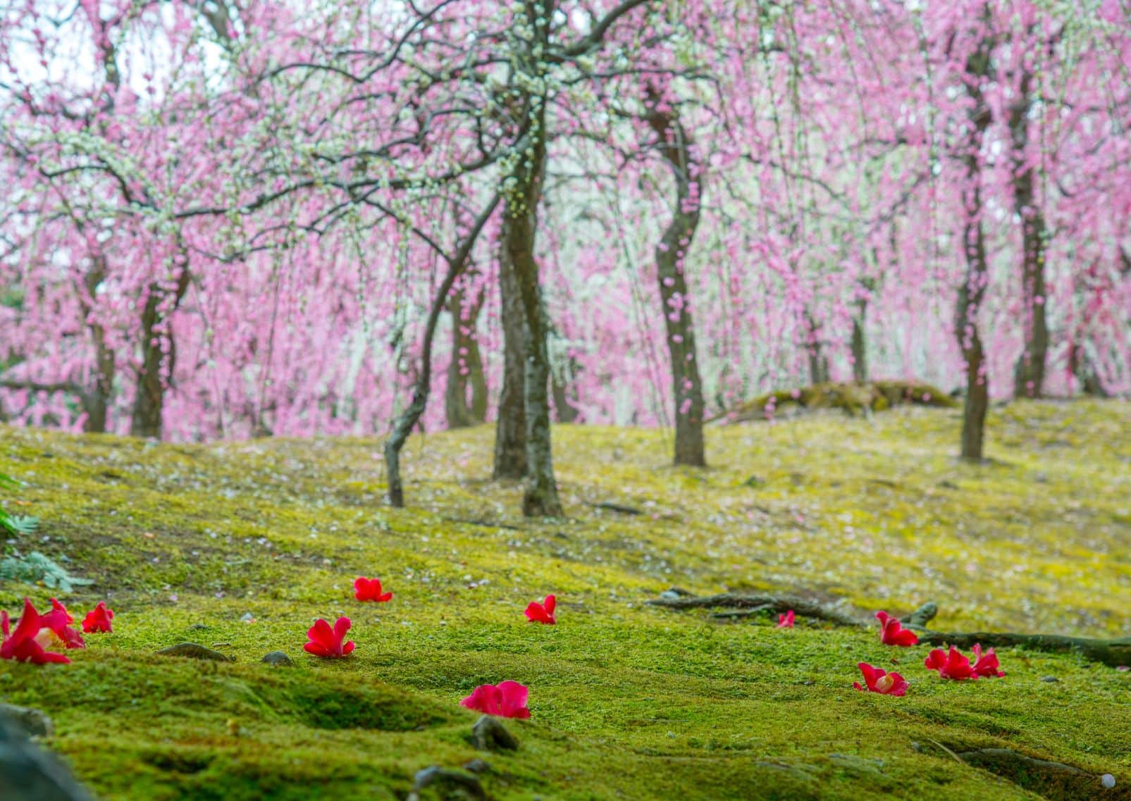 Pruniers et camélias dans le sanctuaire Jonangu, Kyoto, Japon