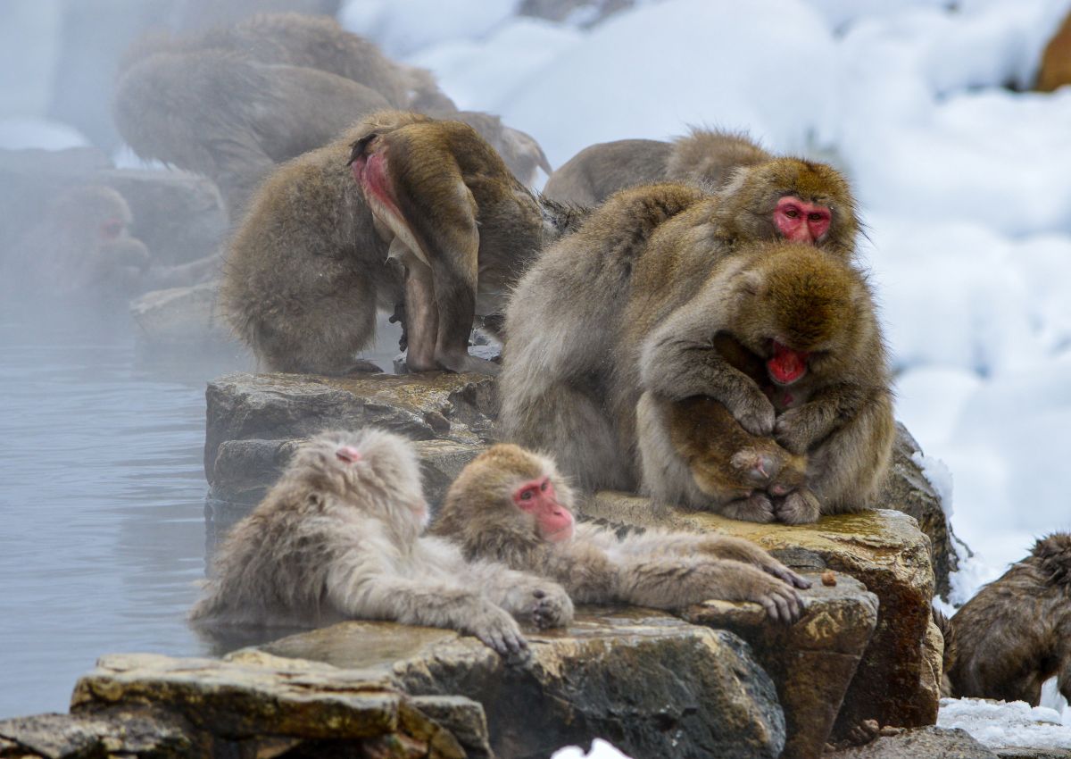  Les-singes-de-Nagano-se-réchauffant-dans-une-source-chaude