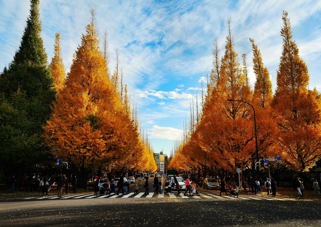 La Ginkgo Avenue de Meiji Jingu Gaien à Tokyo