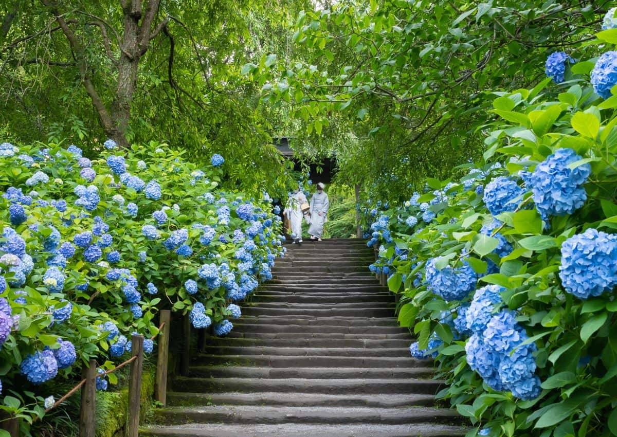 Jardin d’hortensias du temple Meigetsu-in, Kamakura