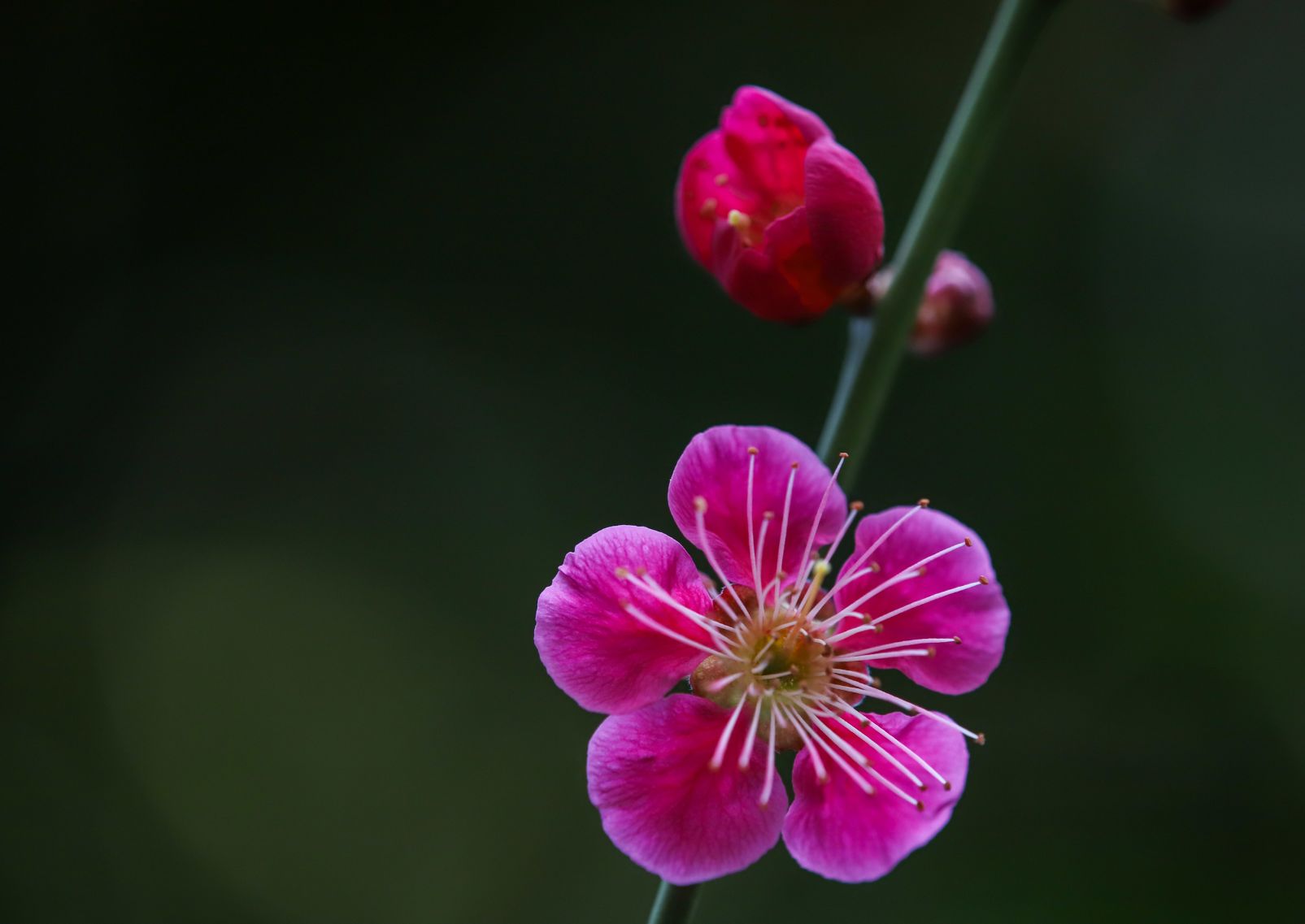 Fleurs de pruniers rose vif à Umenomiya Taisha, Kyoto, Japon