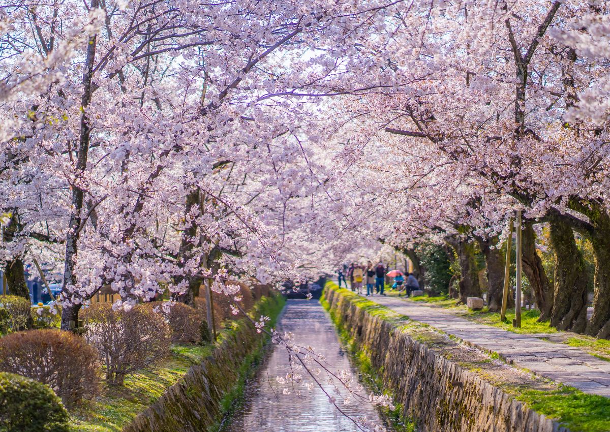 Chemin de la Philosophie à la saison des cerisiers, Kyoto, Japon