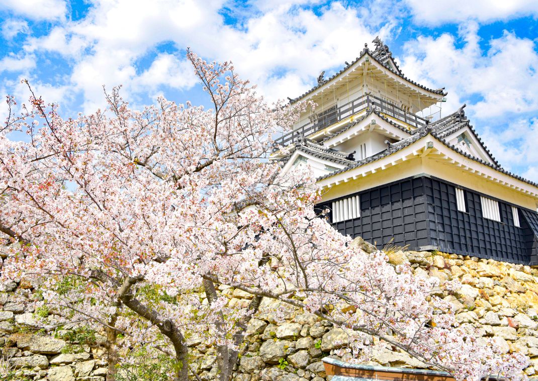 Cerisiers en fleur au château d’Hamamatsu
