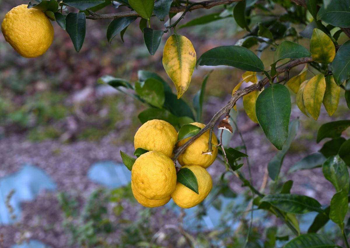 Fruits de yuzu, Japon