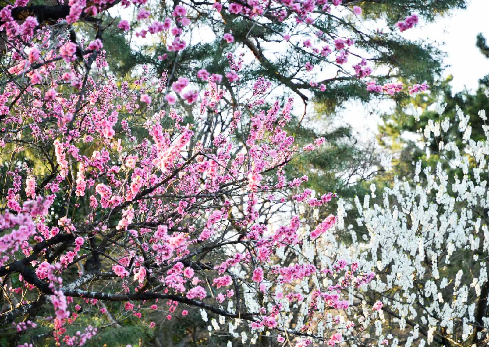 Pêchers et pruniers du Kyoto Gyoen National Garden, Japon