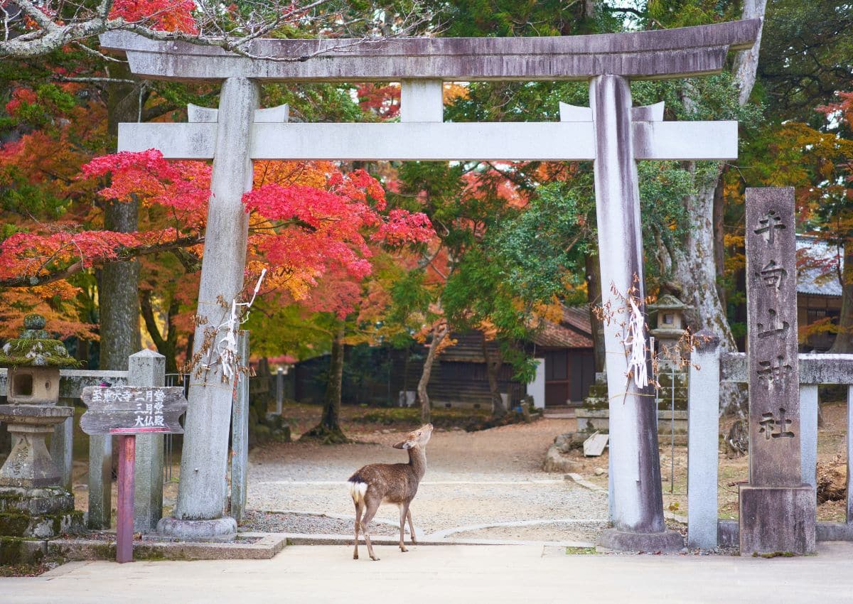 Parc de Nara en automne avec un cerf sous un torii, Japon