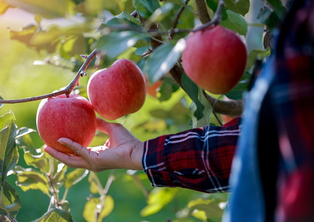 Pommes d'Aomori sur leur arbre