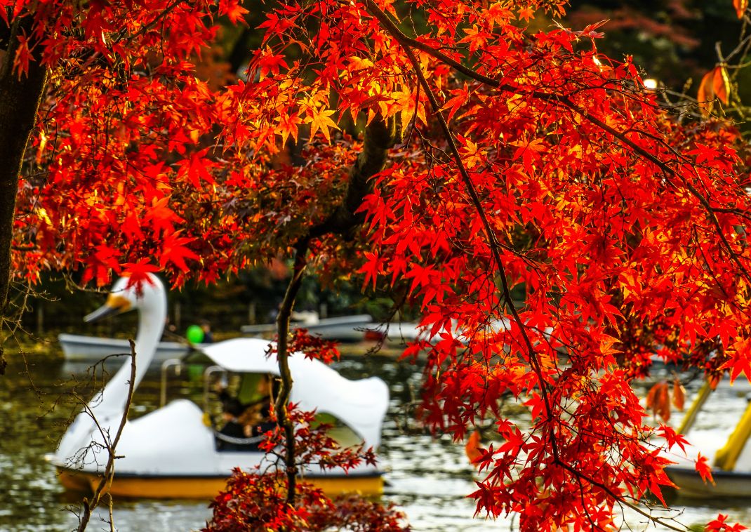 Bateaux-cygnes sur l’étang d’Inokashira en automne, Tokyo