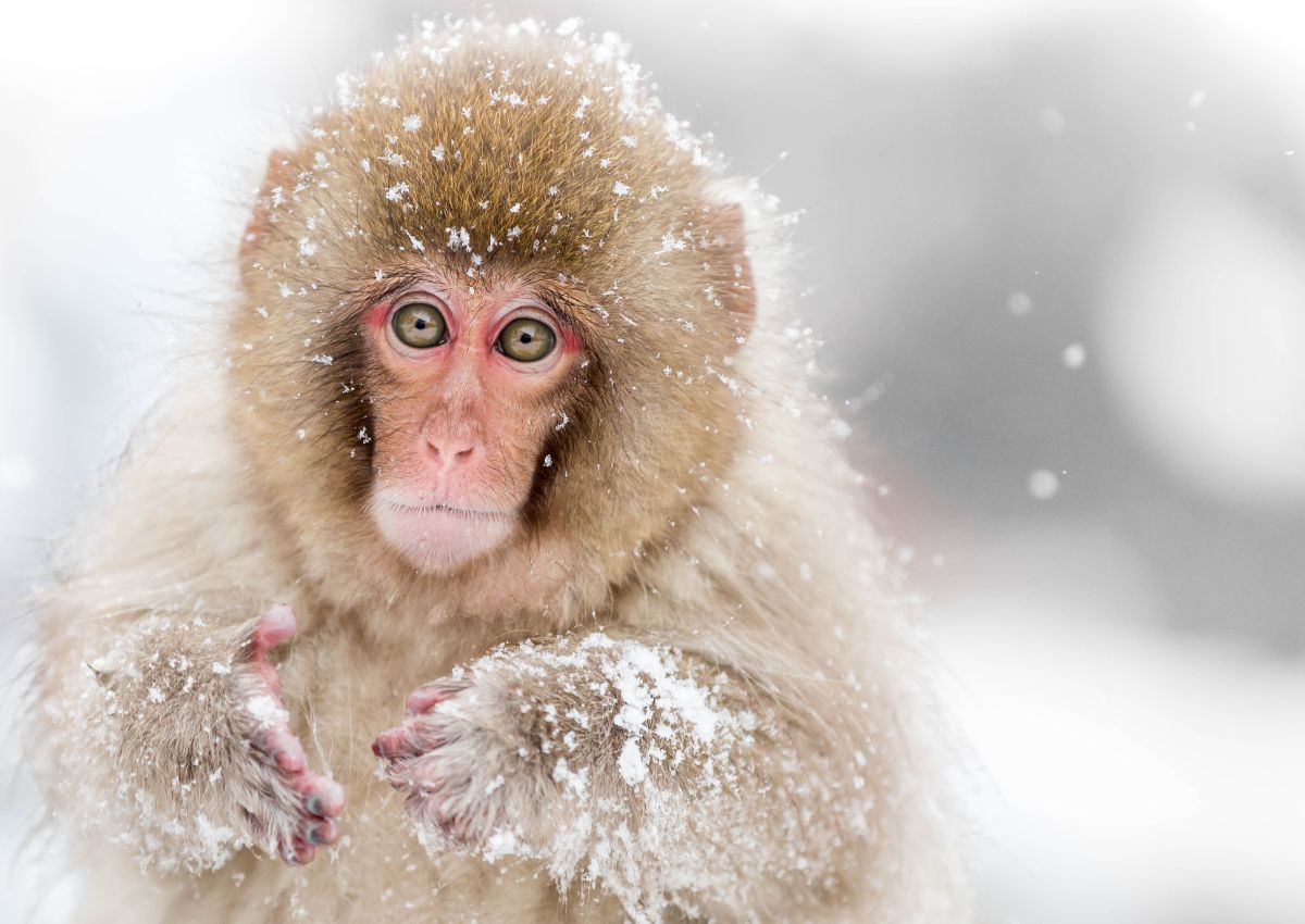 Bébé macaque des neiges à Nagano, Japon