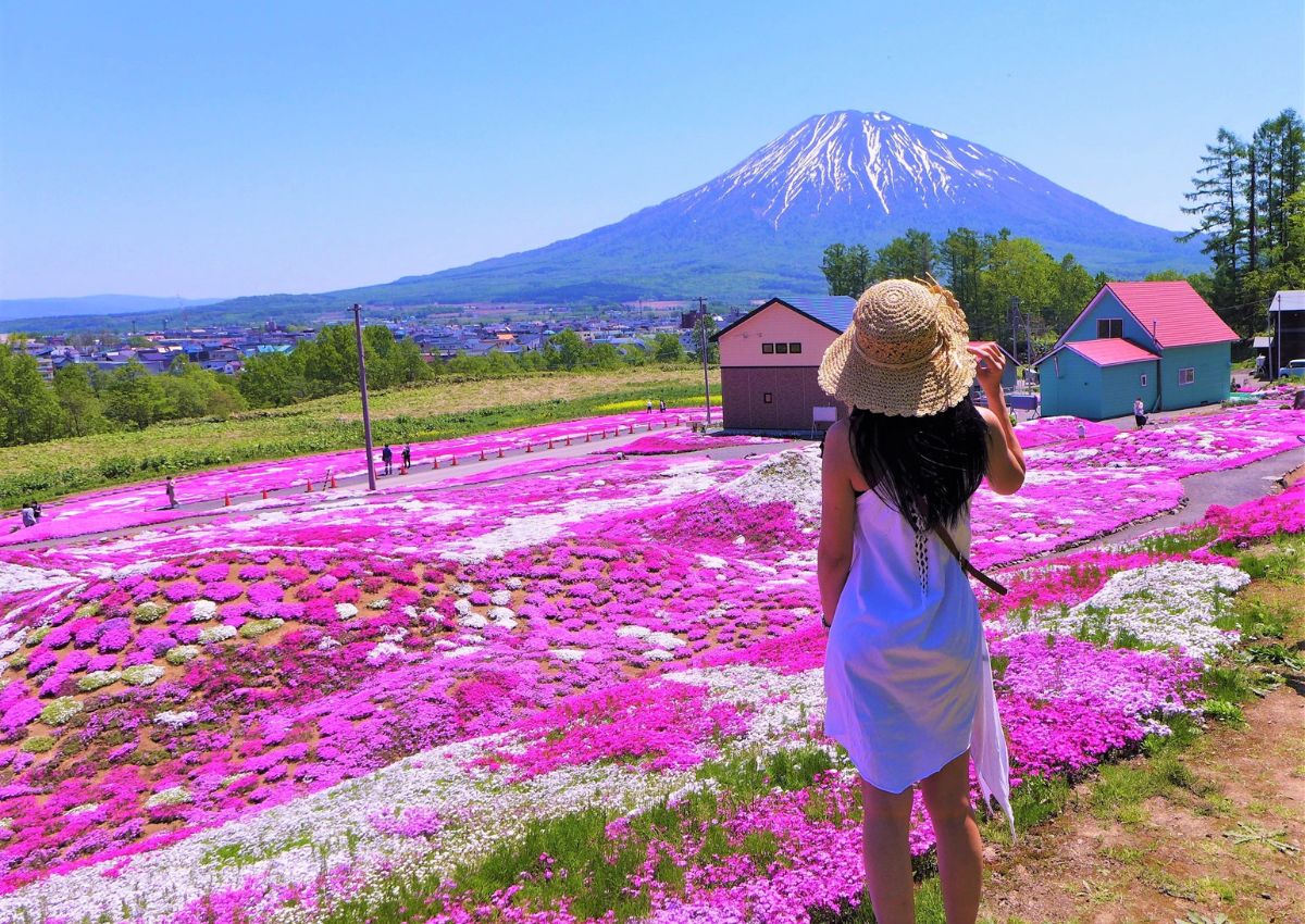  Jeune touriste prenant une photo de champs de fleur à Hokkaido, Japon