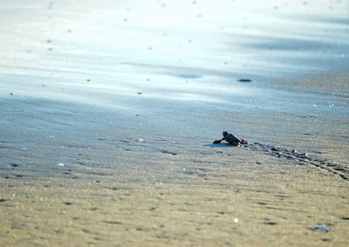 Bébé-tortue-presque-arrivée-dans-l'eau