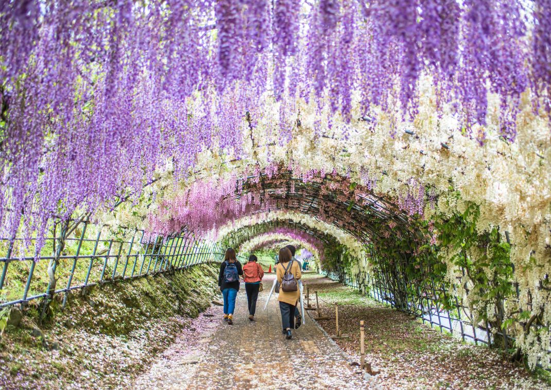 Tunnel de glycine à Kawachi, Japon