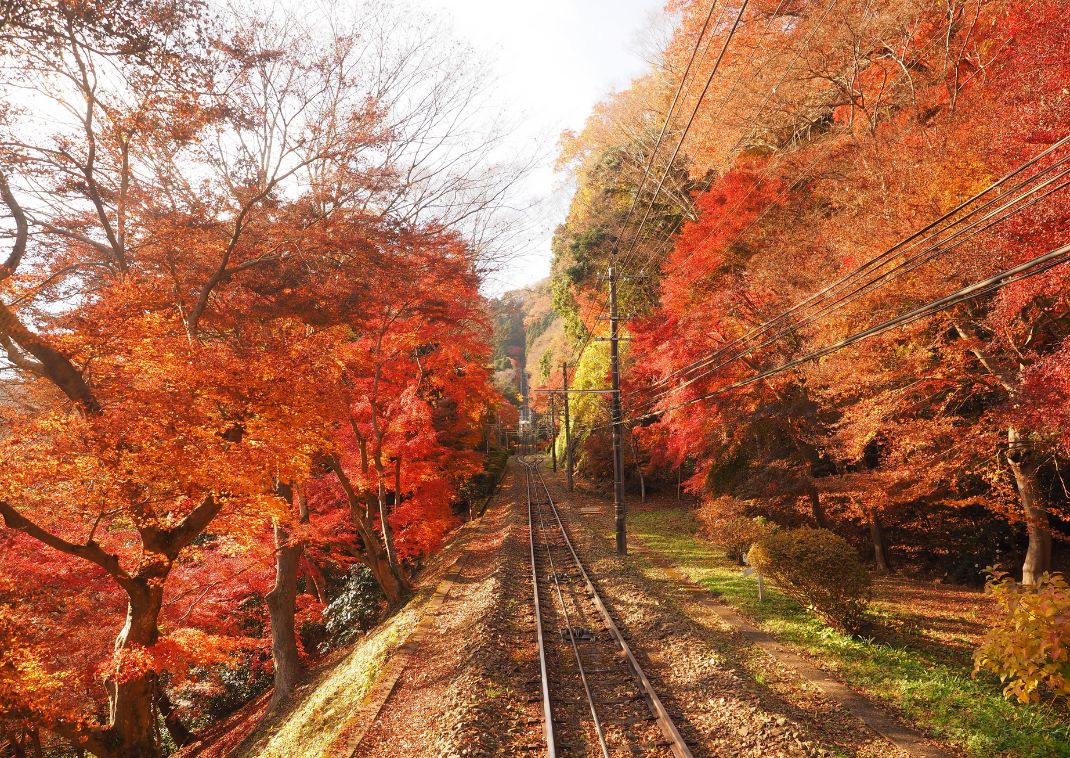 Forêt d’érables en automne au mont Takao, Hachiōji, Japon