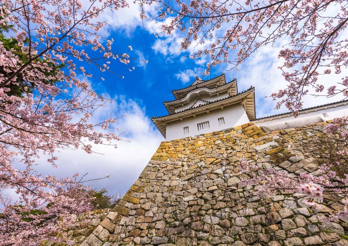 Cerisiers en fleurs au château d’Akashi, Hyogo