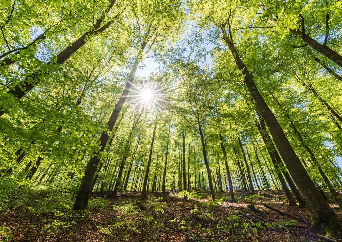 Forêt de bouleaux ensoleillée, Japon