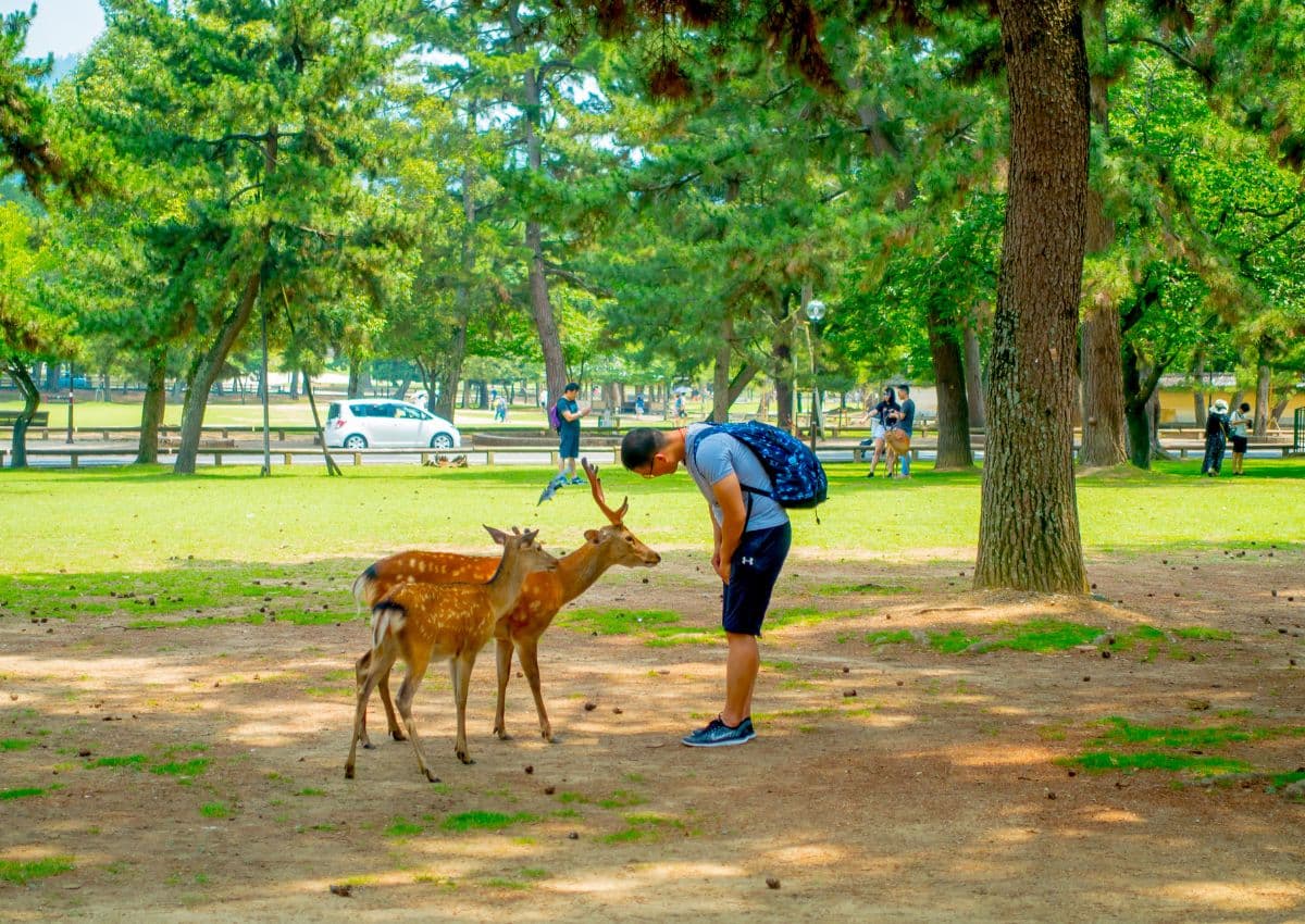 Des-visiteurs-nourrissent-les-Cerfs-à-Nara