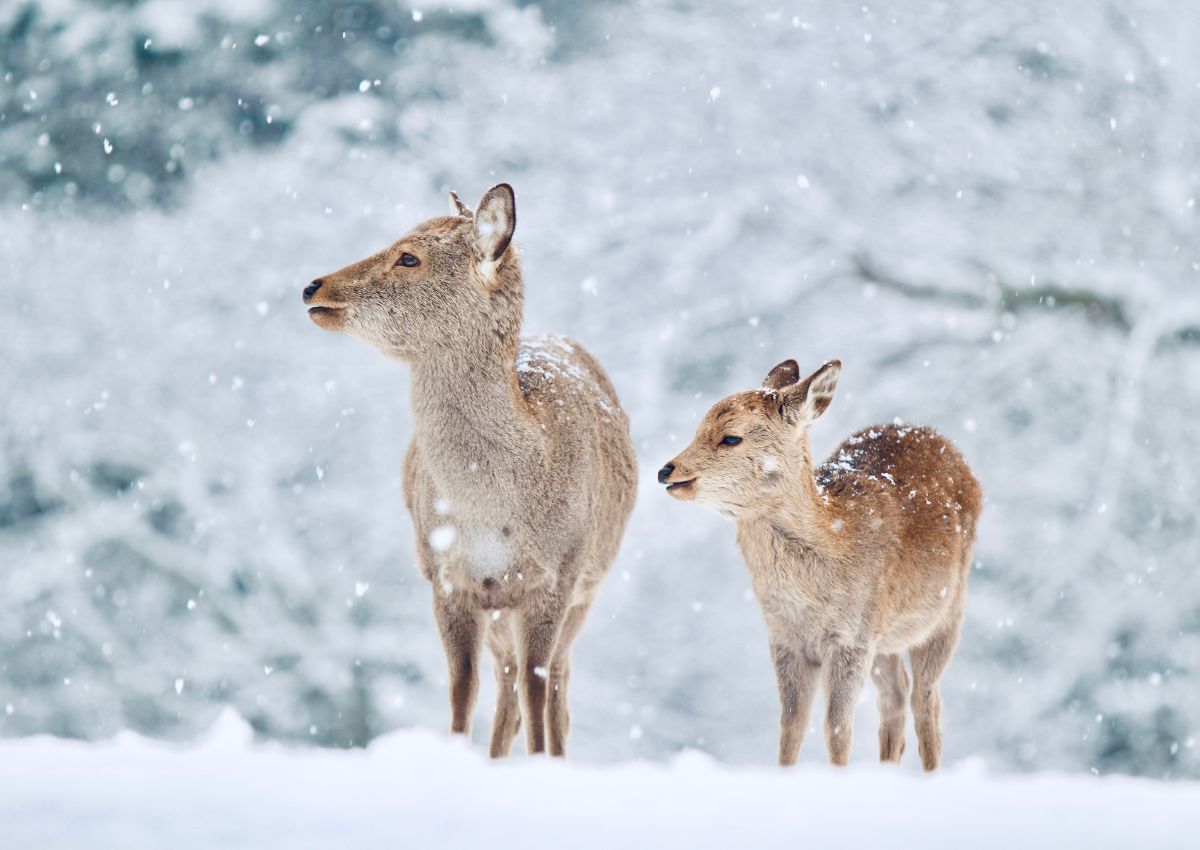 Cerfs sika dans le parc de Nara en hiver, Japon