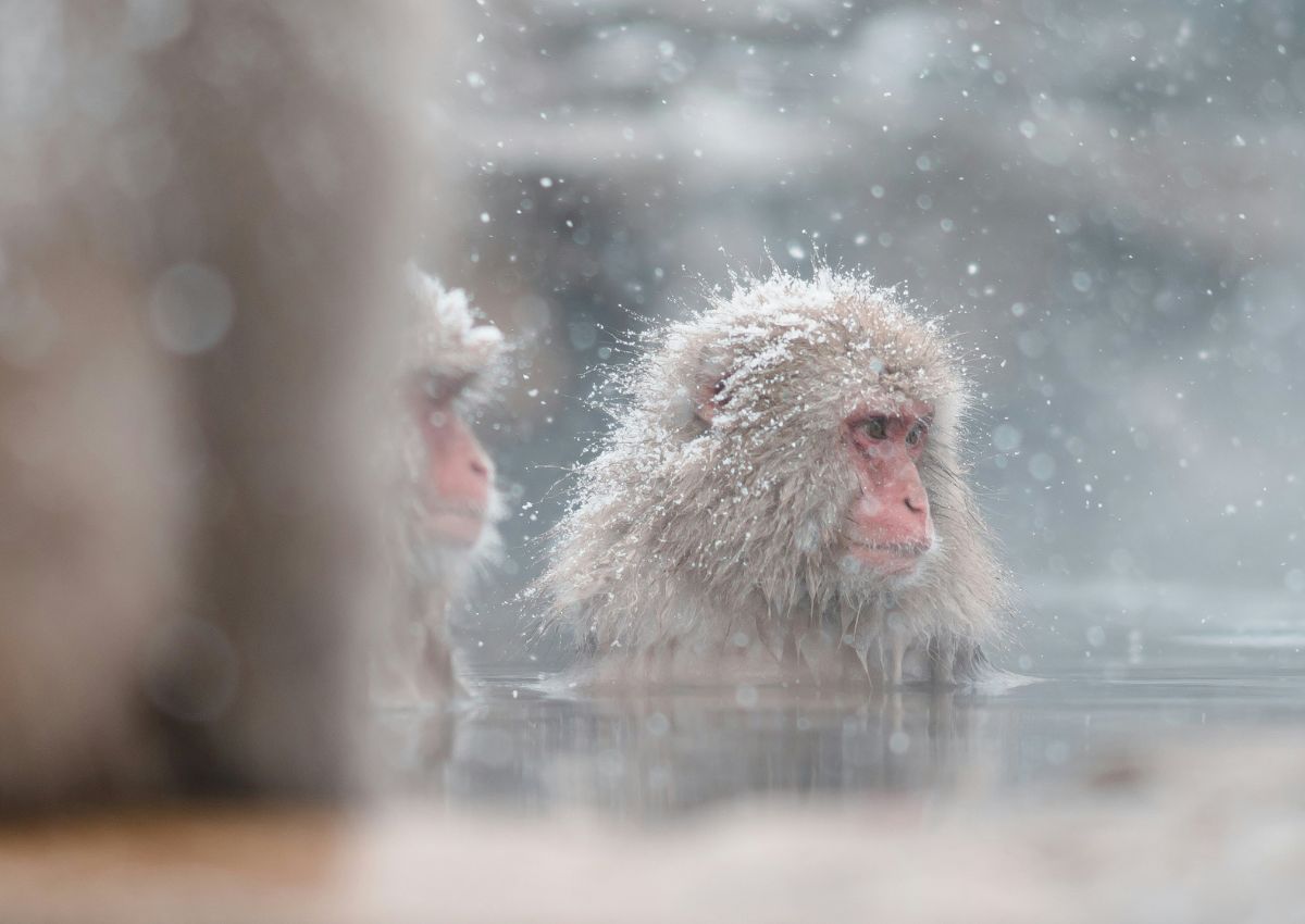 Singes des neiges dans une source chaude à Nagano, Japon