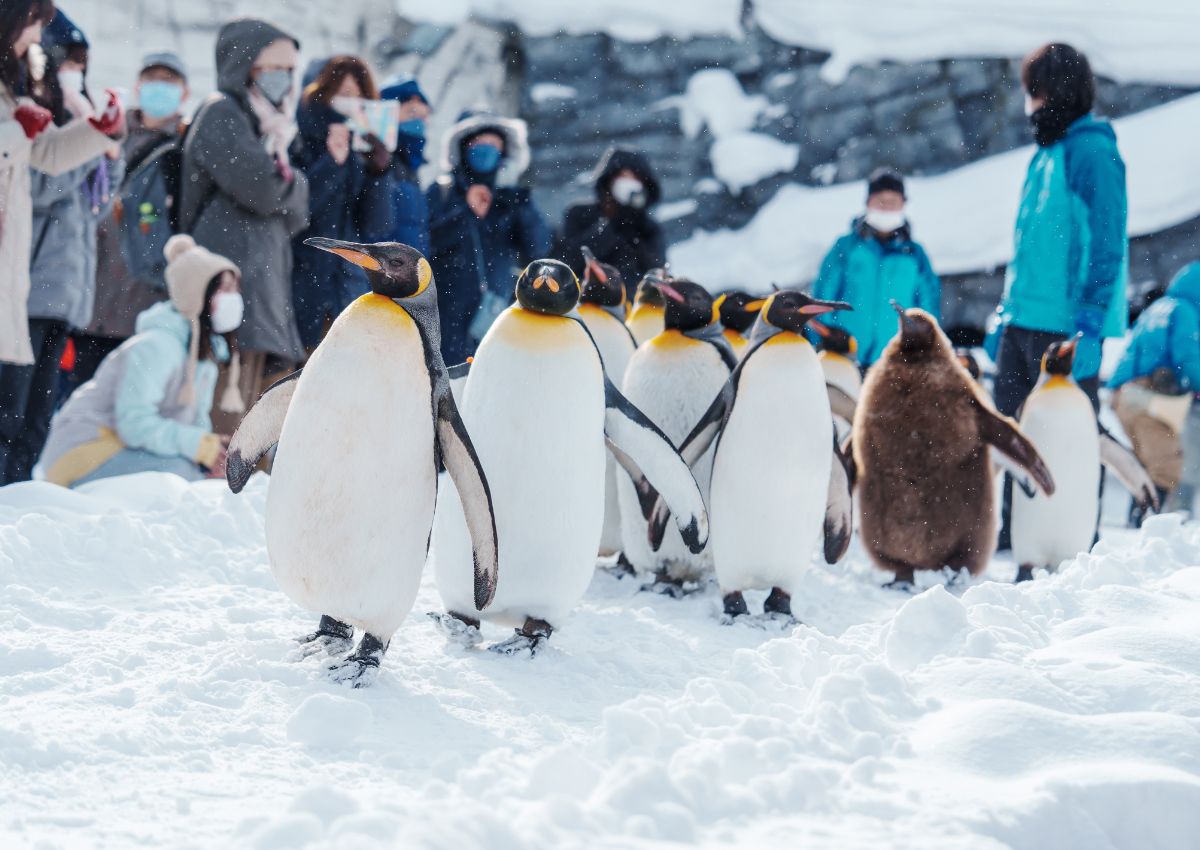 Parade de manchots royaux au zoo d’Asahiyama en hiver, Hokkaido, Japon