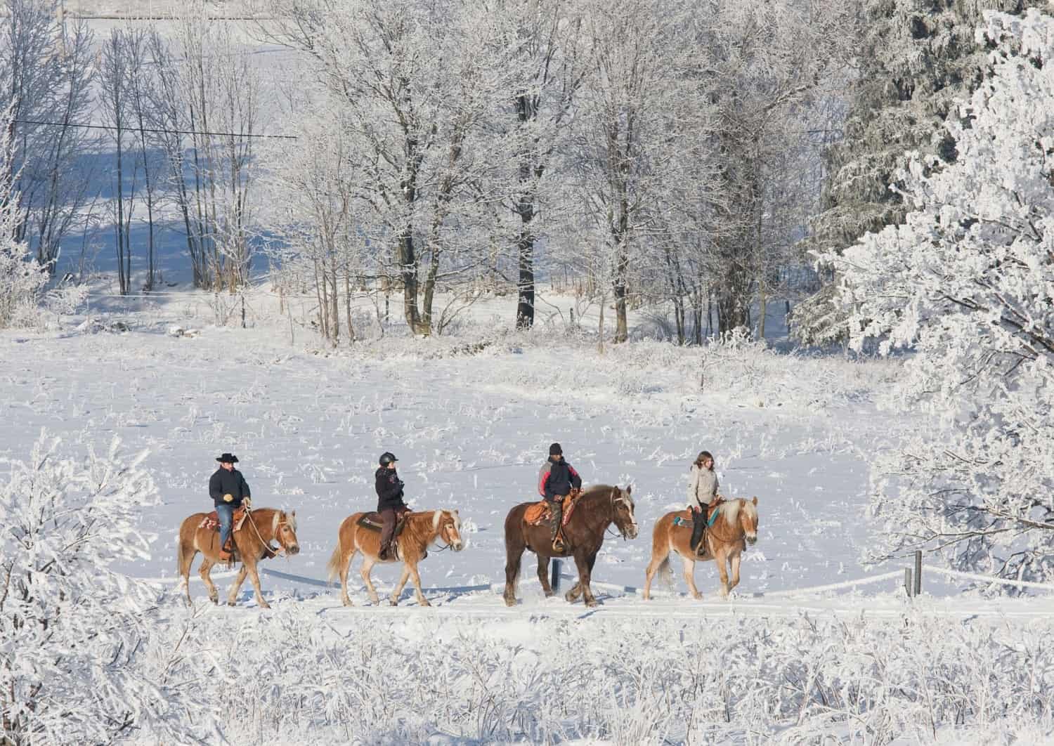 Équitation dans la neige à Niseko