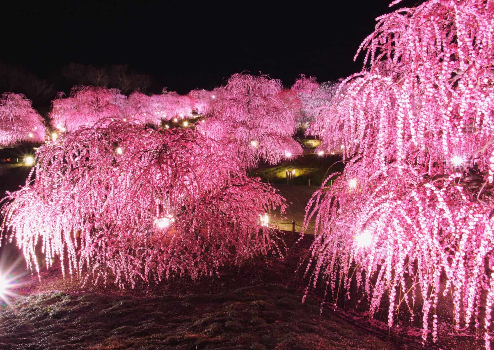 Pruniers pleureurs illuminés au Suzuka Forest Garden de Mie, Japon