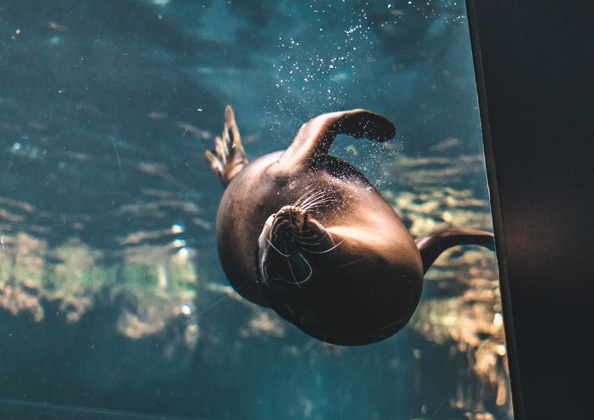 Phoque de l’aquarium Kaiyukan d’Osaka, Japon