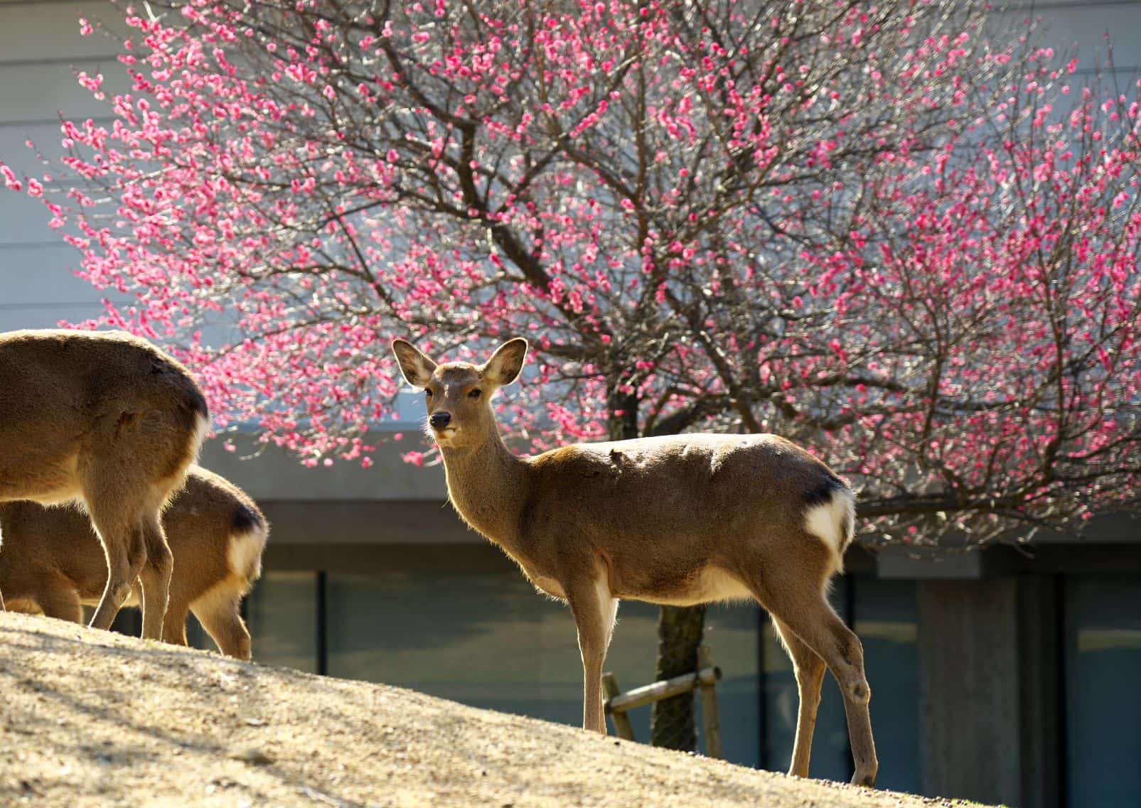 Cerfs du parc de Nara devant des pruniers en fleur, Japon