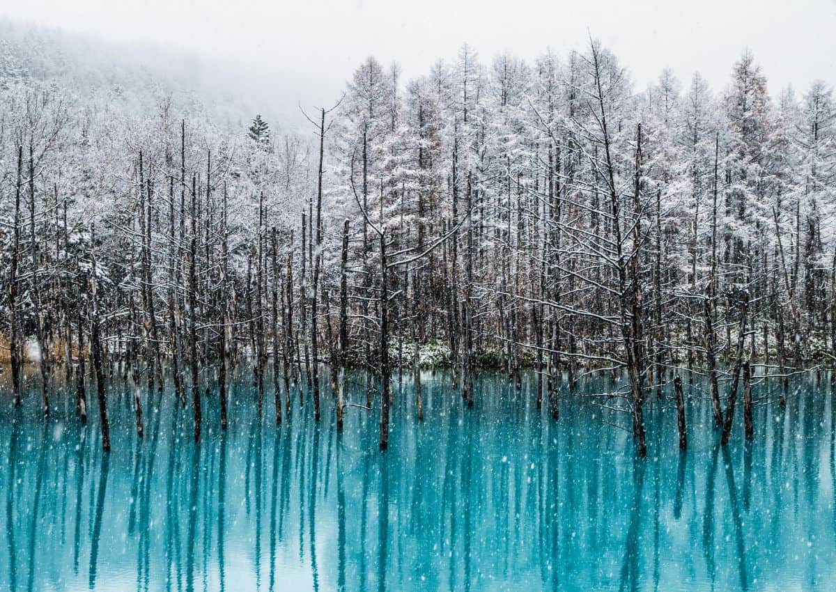 L’étang bleu en hiver, Biei, Hokkaido