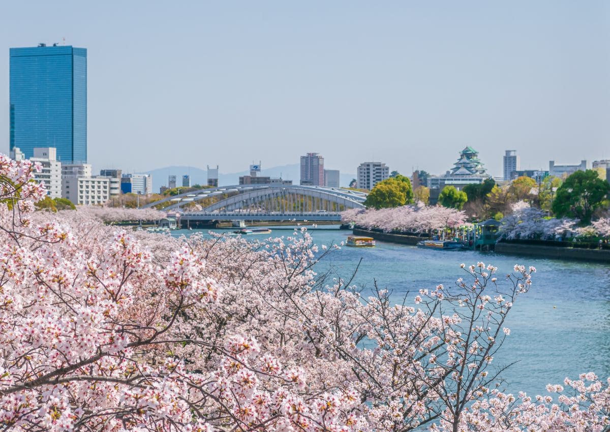 Cerisiers en fleur au bord de la rivière Okawa, Osaka, Japon