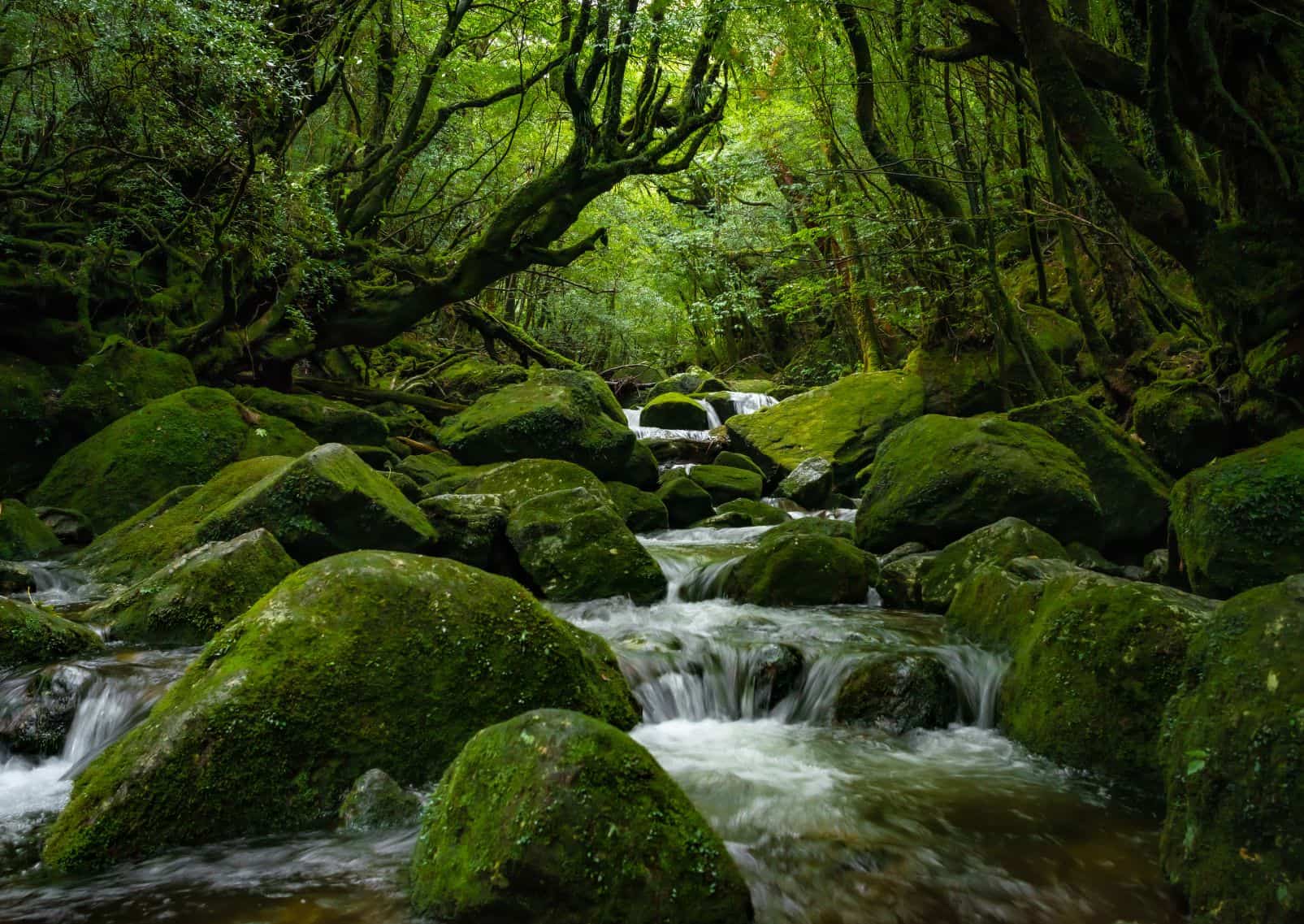 Forêt tropicale dense sur l’île de Yakushima, Kagoshima