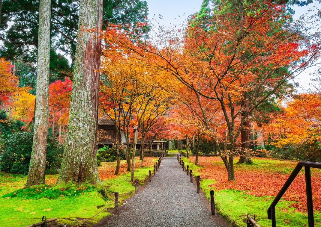 Feuilles d’automne au temple Sanzen-in, Ohara, Kyoto