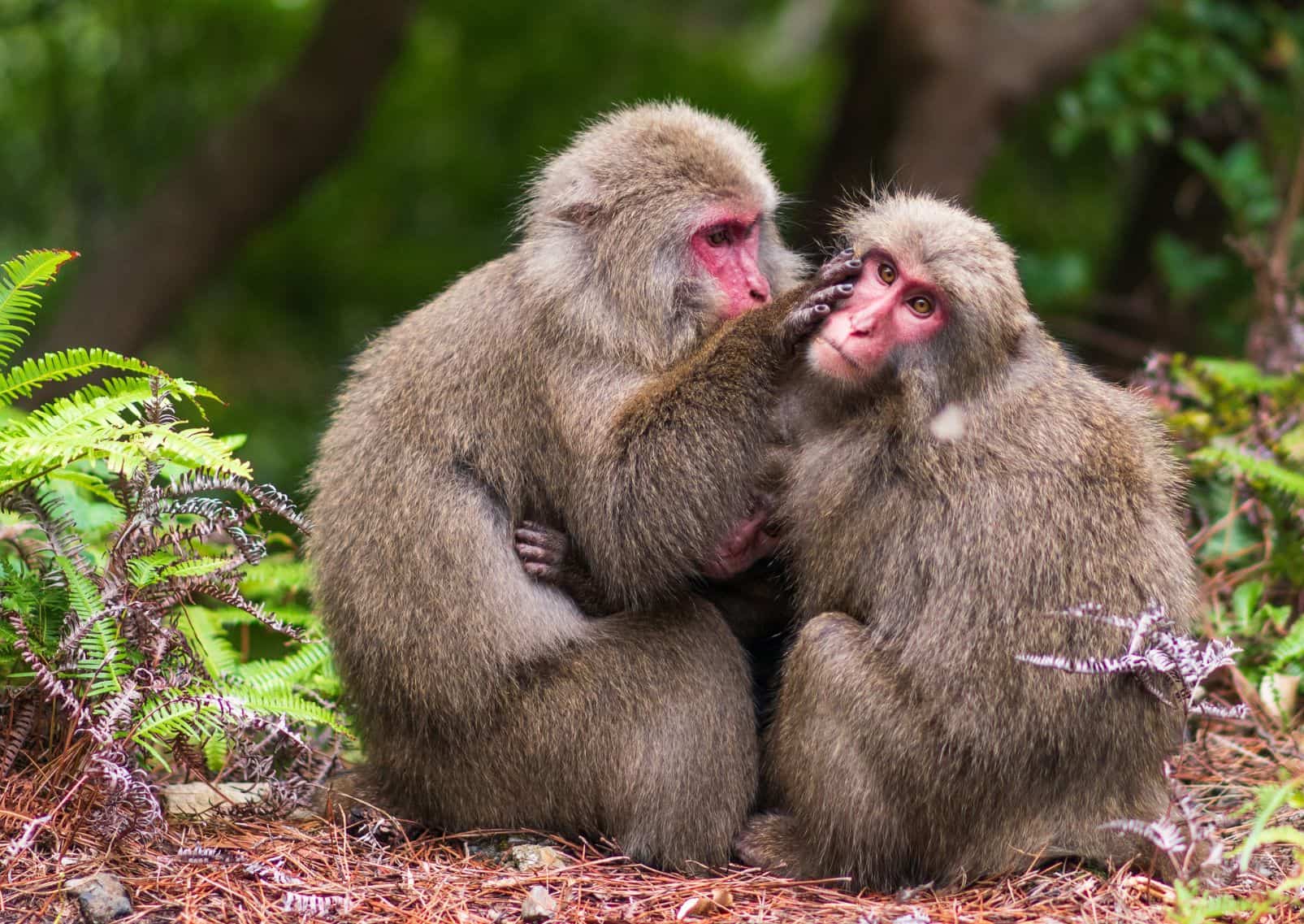 Macaques japonais sur l’île de Yakushima, Japon