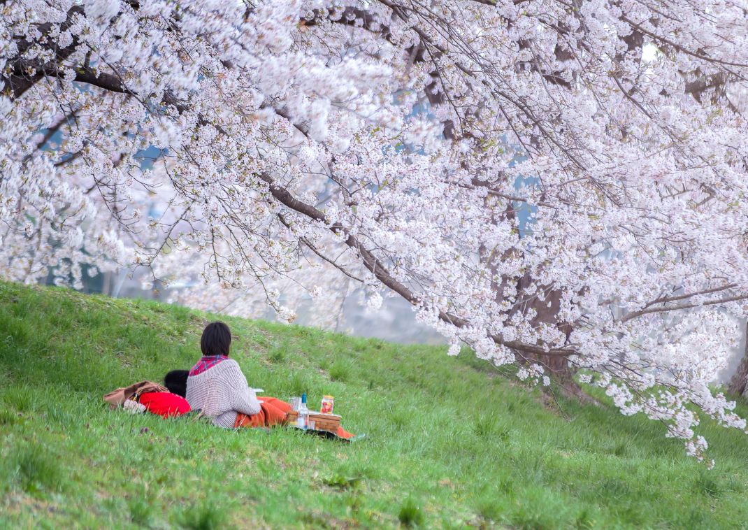 Couple assis sous les cerisiers en fleur, Japon