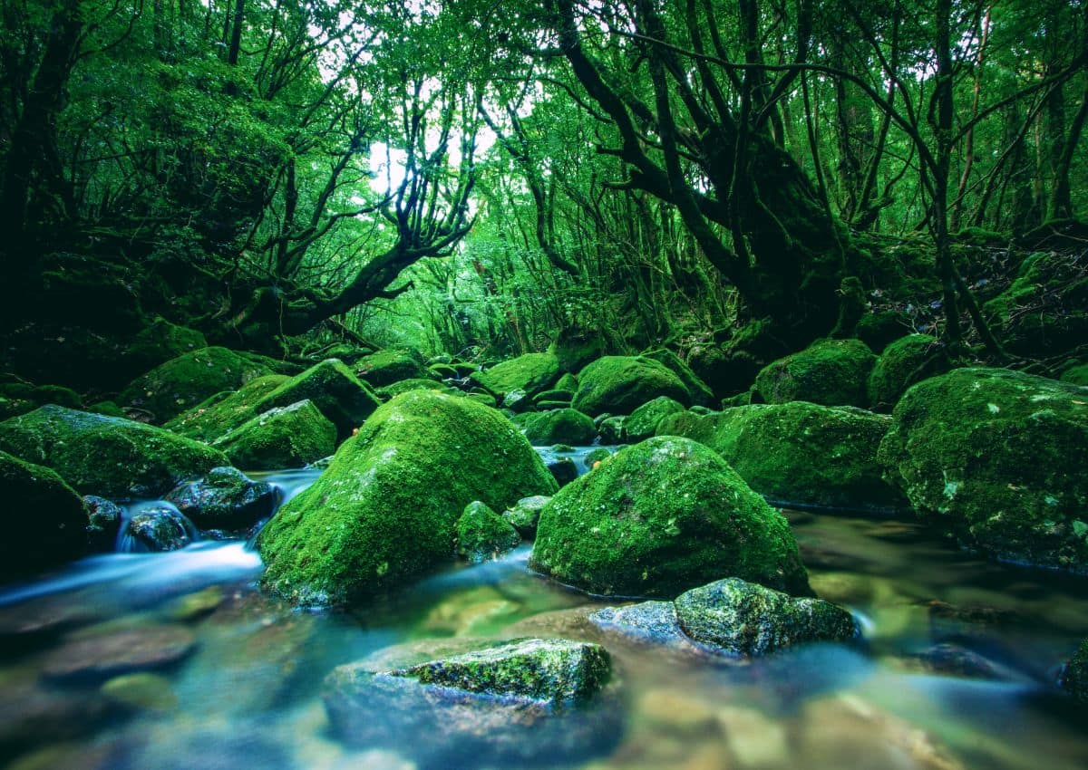 Rivière dans la forêt de Yakushima, Kagoshima, Japon