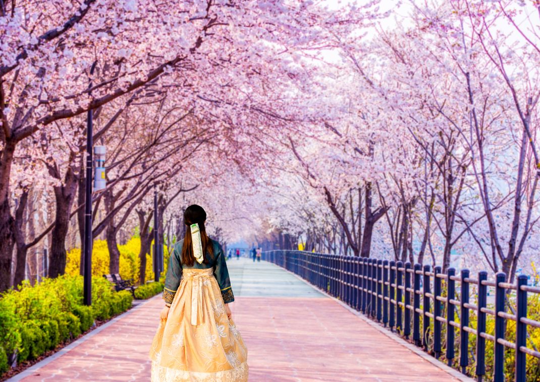 Jeune femme coréenne en hanbok, vêtement traditionnel coréen, sous les cerisiers, Corée du Sud