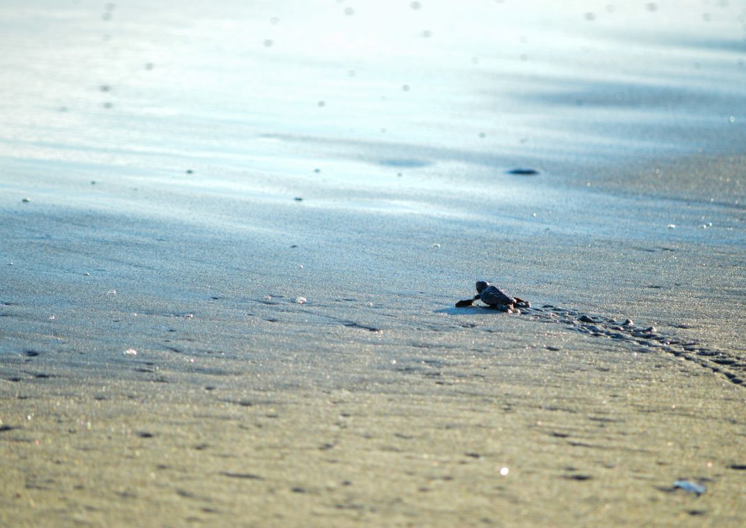 Bébé tortue rejoignant la mer, Hamamatsu, Japon